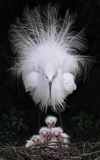 egret and babies by ...