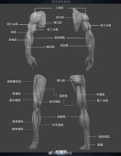 土豆糯米饭采集到【绘画】四肢