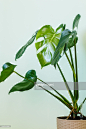Monstera deliciosa棕榈房子植物：储蓄照片
