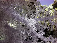 紫椰菜珊瑚