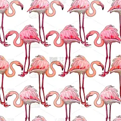 火烈鸟,背景,可爱的,纺织品,野生动物,壁纸,动物,鸟类,巴西,夏天