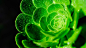 绿色花朵植物背景图片
