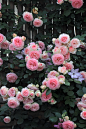 春季蔷薇花 (2)