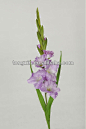 new year hot silk flower gladiolus