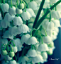 如同花期，一期一会…… [http://786765880.qzone.qq.com]