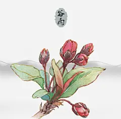 谷雨节气中国风水彩淡雅装饰主题png免抠素材_新图网 https://ixintu.com 谷雨 节气 中国风 水彩 淡雅 装饰主题 花朵 含苞待放