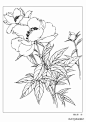 分享 | 9种花卉的各形态白描图 值得收藏