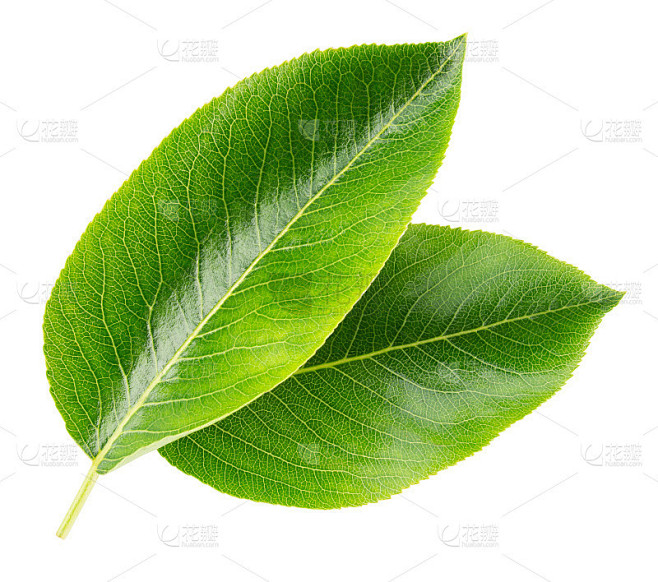 梨树叶孤立。白色背景上的两片绿色的梨叶。水果的叶子。剪切路径。全景深。