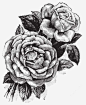 手绘插画玫瑰花矢量png免抠素材_新图网 https://ixintu.com 花 花环 牡丹花 卡通花 手绘带叶子的花 花纹 花边 插画花 矢量 手绘 花卉 花朵 黑白线条花