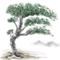 古风中国风古典水墨松树松枝迎客松透明免抠PNG图案 PS设计素材 (130)
