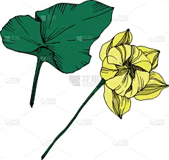 莲花,植物学,黑色,仅一朵花,荷花,壁纸,植物群,春天,花