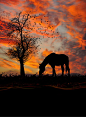 photo ... burning skies ... silhouette horse and tree ...: 