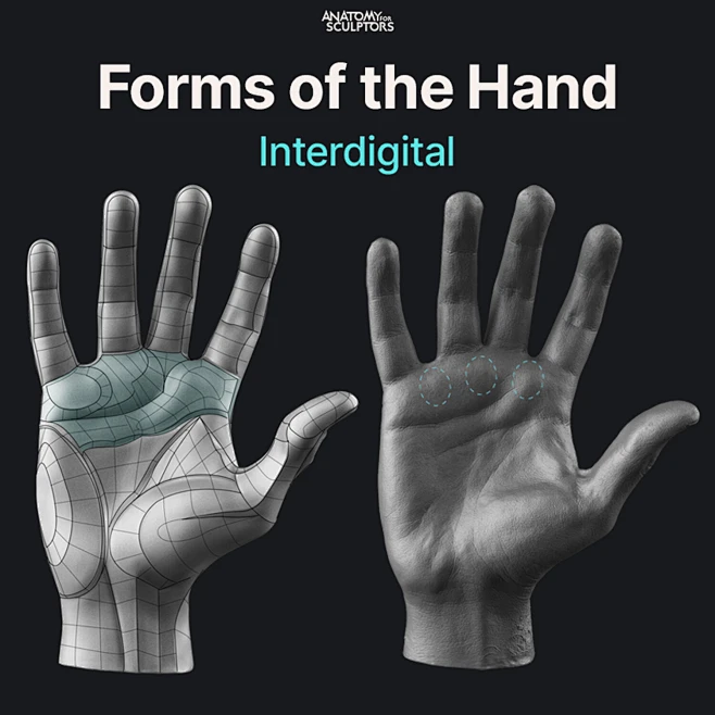 The three fundamental forms of the palm-花瓣网