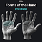 手掌的三种基本形式
手掌的三种基本形式是鱼际隆起、下髌突和指间区域。前两个是覆盖有脂肪垫的丰满肌肉块，后者只是覆盖近端指关节手掌侧的柔软脂肪垫。