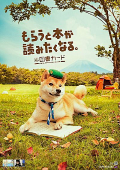 ZMゞ采集到动物