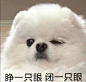 猫狗表情包