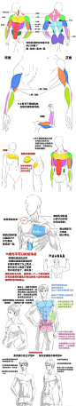 人物肌肉的画法技巧诀窍！