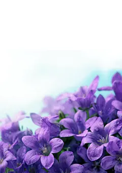 巴西莓素材蓝莓,蓝莓蓝莓,蓝莓包装,蓝莓味,蓝莓标签设计,蓝莓海报,蓝莓果汁饮料,蓝莓酒海报,蓝莓酒,蓝莓果汁,蓝莓树,巴西狂欢节,巴西,蓝莓营养功效,蓝莓蛋糕