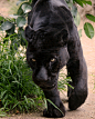 Orson the Black Jaguar at San Diego Zoo by Penny Hyde Photography http://pennyhyde.zenfolio.com/