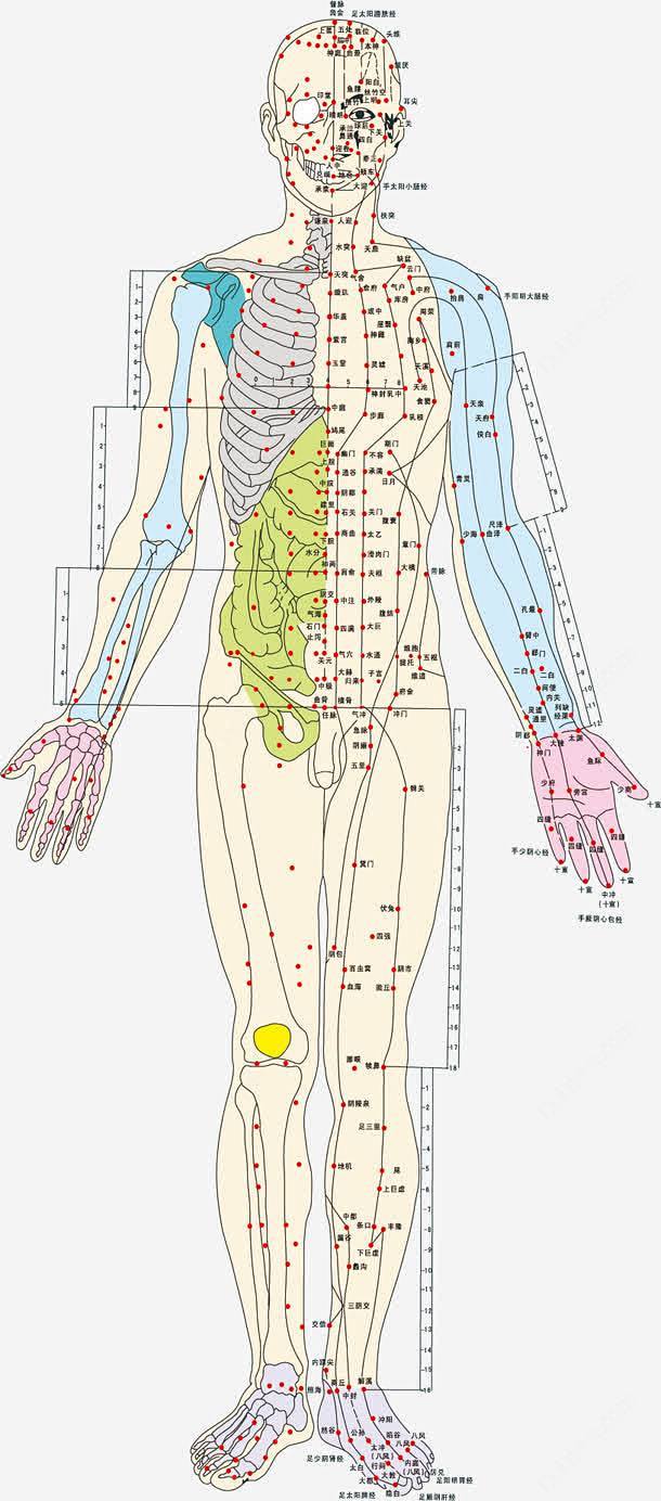 彩色手绘人体经络矢量图 设计图片 免费下...