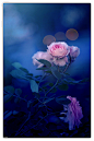 月季花