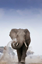 Young Bull Elephant at Amboseli by Billy Dodson