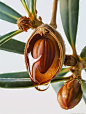 adamslee_Brown_nut_Macro_shot_National_Geographic_Look_up_55c503c8-dfd9-44e1-90c4-8a63e2ccbfec.png (928×1232)