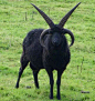 四角赫布里底羊，终于知道为什么西方恶魔的形象都是山羊，估计是被这货吓的。

羊长4只角是遗传变异所致的外形突变，四角羊成活率不足百万分之一。 ​​​​