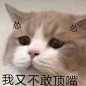 【猫猫表情包】怂