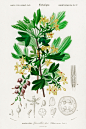 植物图鉴●金茶藨子