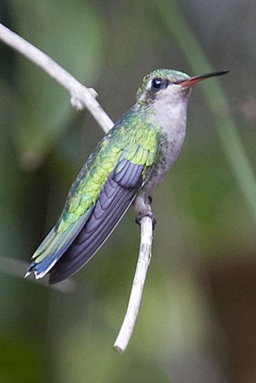 蜂鸟目蜂鸟科翠蜂鸟属辉腹翠蜂鸟雌