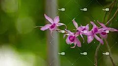 兰花 美丽的花朵 自然 花 花园 花卉背景 漂亮 蝴蝶 花壁纸
