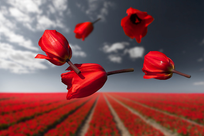 Gravity - Flower Pow...