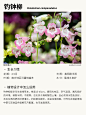本期更新： #钓钟柳#东方狼尾草#重瓣绣线菊#大丽花#地被植物