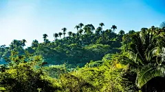 地球上美丽的自然风景热带雨林壁纸图片