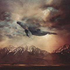echo小碌咔采集到echo-blue whale