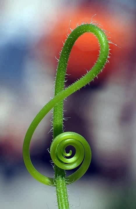 G clef out lof a pla...