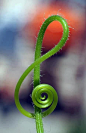 G clef out lof a plant! i love both music and plants. And the color lime green!