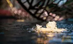 一七八月，行于广东佛山脚下新城一带，

忽遇一木色铜门， 两边筑起的是象牙色石壁环护，

门前奇花异树，潭水盈盈，潭中有鱼跋尾而出相逐相欢。走进，庭院深深，佳木葱茏，奇花闪灼，再进数步，平坦宽阔，绿树掩映之中池馆水榭，假山怪石交错杂陈， 趣味小景，藤萝翠竹点缀其间。想于此庭中听微风入耳听水声泷泷，院中观疏星煜煜之景，静享悠然，心甚悦之。



寻人一问，原是泷景。