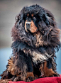 藏地神犬· Tibetan Mastiff