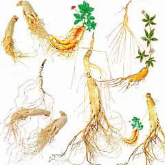 人参  - 源文件下载【酷图网】人参,中药,药材,中医文化,传统文化,国粹,医药,