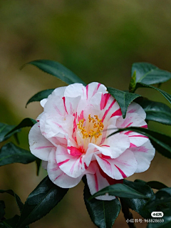 画画即自由采集到山茶花