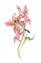 水粉粉红花