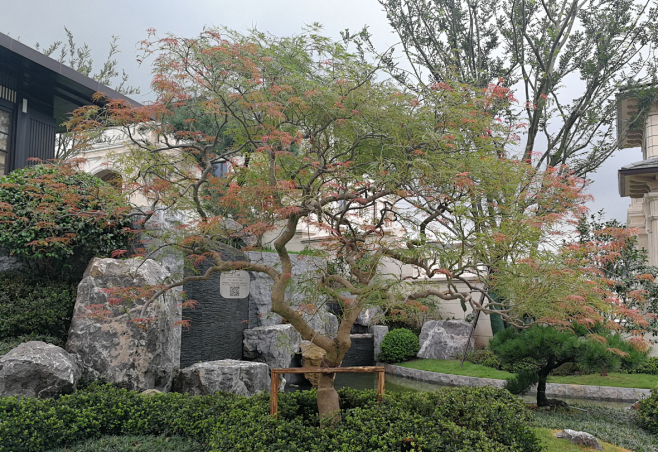羽毛枫