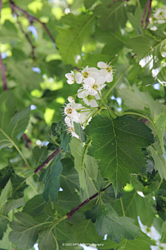 王珮光采集到《 夏近 》