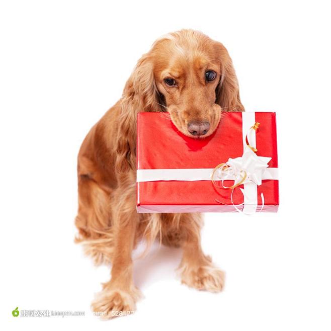 圣诞动物礼物系列可爱的小狗高清背景图片素...