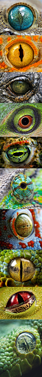 Airbrush reptile dvd techniques texas 惊悚又美丽的两栖类眼睛