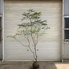 XYAAA采集到植物材料-中式/日式植物品种