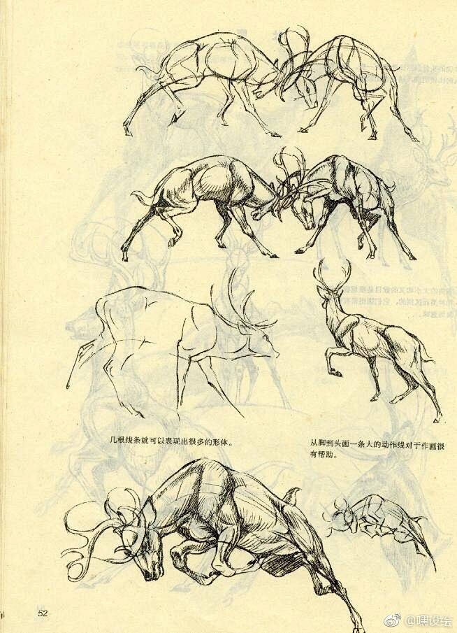 鹿的身体结构与画法，动物解剖学，转需！
