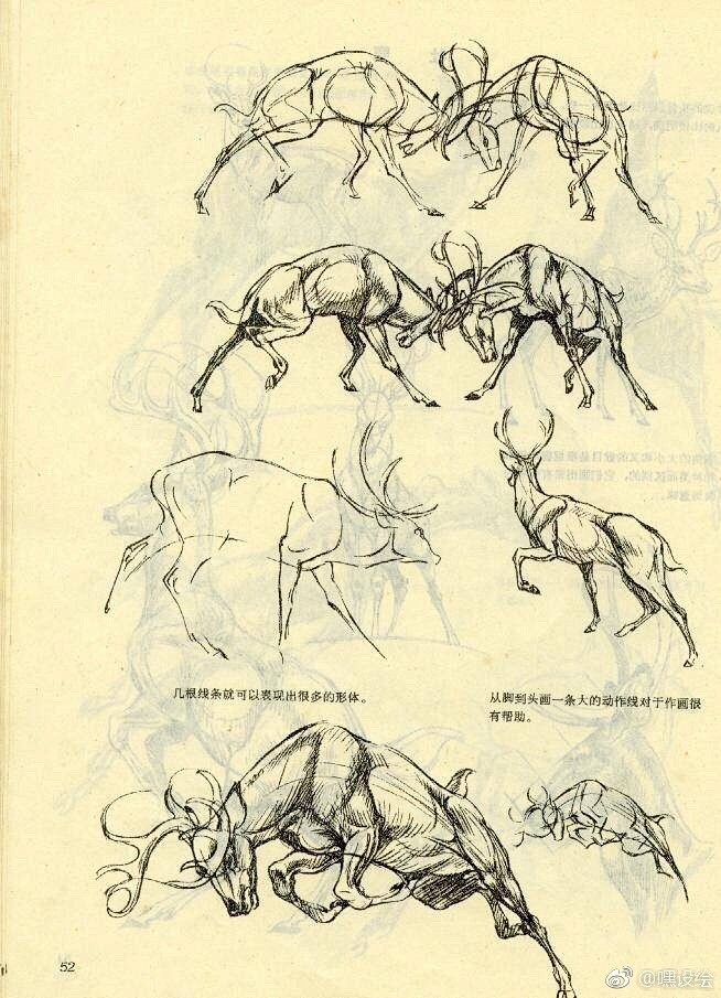 鹿的身体结构与画法，动物解剖学，转需！ ...